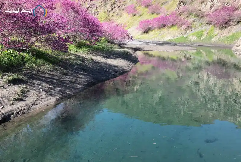 دره ارغوان